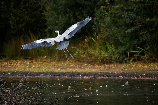 birdwatching-courses