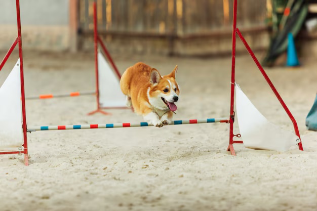 Surrey  Dog Agility courses